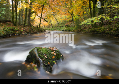 Herbstlaub umgibt den Fluß Teign bei Fingle Bridge, Dartmoor National Park, Devon, England. Herbst (November) 2010. Stockfoto