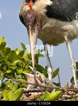 Marabou Storch (Leptoptilos Crumenifer) Eltern auf der Suche nach Küken im Nest im Okavango Delta, Botswana, Afrika ist. Stockfoto