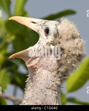 Marabou-Storch (Leptoptilos crumenifer) sticht seinen Kopf aus dem Nest. Okavango Delta, Botswana, Afrika Stockfoto