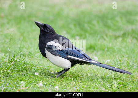 Elster Pica Pica im Profil auf Rasen auf der Suche nach oben Stockfoto
