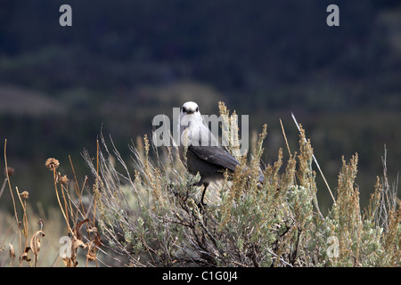 Grau-Jay Stockfoto