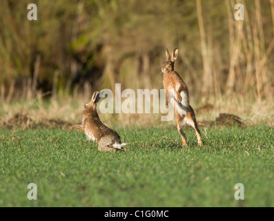 Zwei braune Hasen Lepus Capensis Boxen in Feld in Oxfordshire UK im frühen Morgen Sonnenschein im Februar Stockfoto