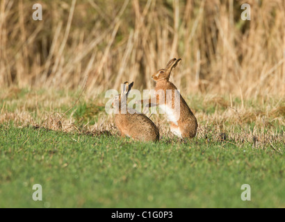 Zwei braune Hasen Lepus Capensis im Feld in Oxfordshire UK im frühen Morgen Sonnenschein im Februar Stockfoto