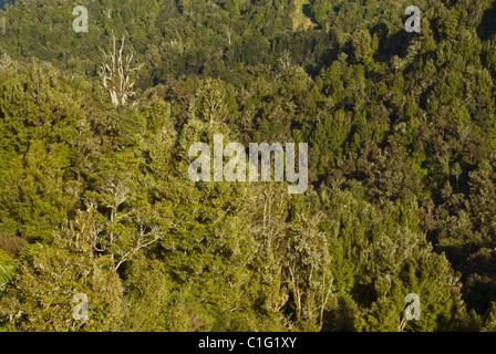 Brauner Kiwi-Lebensraum, Nordinsel, Neuseeland Stockfoto