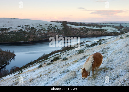 Shetland-Ponys grasen auf dem Schnee bedeckt Moorland oberhalb Meldon Reservoir, Dartmoor National Park, Devon, England. Stockfoto