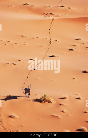 Oryx (Oryx Gazella) In typischen Lebensraum Wüste namibische Wüste Stockfoto