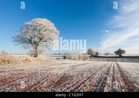 Hoar Milchglas Felder und Bäume im Kernland des mittleren Devon, Bogen, Devon, England. Winter (Dezember) 2010. Stockfoto