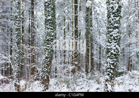 Schneebedeckte Wälder Winterszene, Morchard Bischof, Devon, England. Winter (Dezember) 2010. Stockfoto