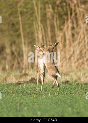 Zwei braune Hasen Lepus Capensis stand aufrecht Boxen in Feld in Oxfordshire UK im frühen Morgen Sonnenschein im Februar Stockfoto