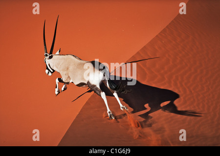 Oryx (Oryx Gazella) In typischen Lebensraum Wüste namibische Wüste Sanddünen Stockfoto