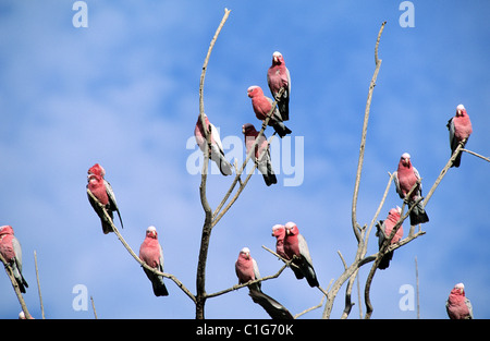 Australien, Northern Territory, Cacatoes Vögel auf einem Baum eucalytus Stockfoto