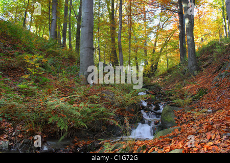 autumnal forest Stockfoto