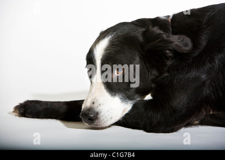 Porträt von Mischling Hund Border Collie und Welsh Springer Spaniel auf weiß. Stockfoto