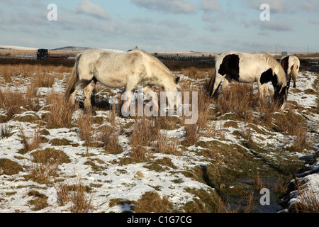 Wildpferde im Tempel auf Bodmin Moor Cornwall England UK Stockfoto