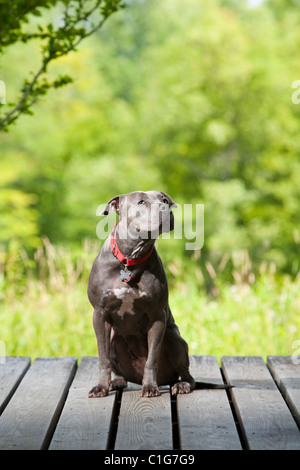 Pit Bull Hündin sitzt auf einem Deck im Land. Stockfoto