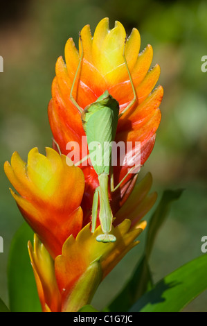 Gottesanbeterin (Stagmomantis Theophila) Stockfoto