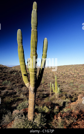 Mexiko, Baja California State, Kaktus-Wald Stockfoto