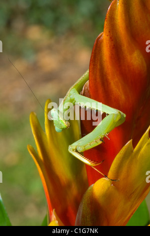 Gottesanbeterin (Stagmomantis Theophila) Stockfoto