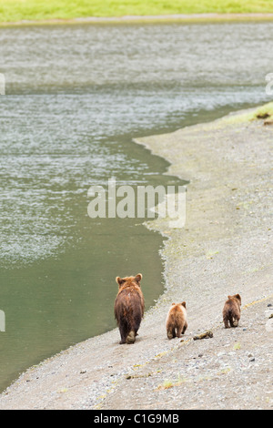 Braunbär zu säen und Feder jungen auf der Suche nach dem laichen Lachse in Chinitna Bay Gegend des Lake-Clark-Nationalpark, Alaska. Stockfoto