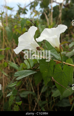 Absicherung von Ackerwinde (Calystegia Sepium: Convolvulaceae), UK Stockfoto