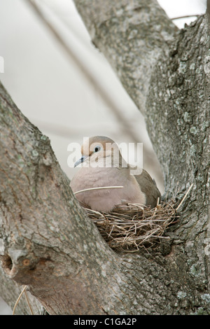 Mourning Dove auf Nest Stockfoto