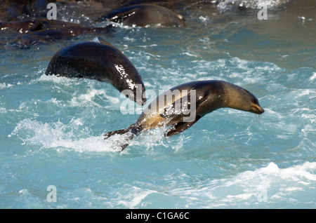 Neuseeländische Pelzrobbe (Arctocephalus forsteri), Südinsel, Neuseeland. Junge Robben spielen im Felsenpool Stockfoto