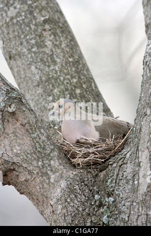 Mourning Dove auf Nest Stockfoto