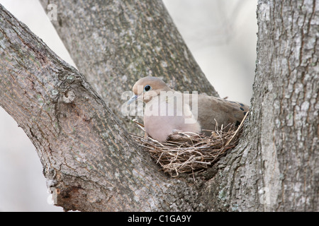 Mourning Dove auf Nest Stockfoto