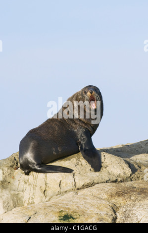 Männliche neuseeländische Pelzrobbe (Arctocephalus forsteri), Südinsel, Neuseeland. Stockfoto