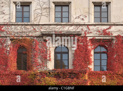Klettern Reben von Efeu an einem Haus Stockfoto