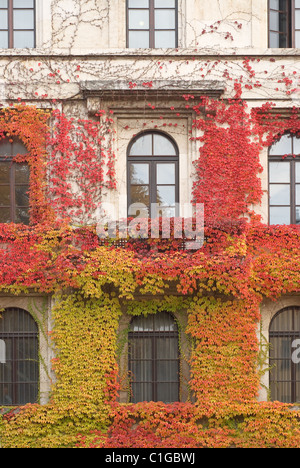 Klettern Reben von Efeu an einem Haus Stockfoto