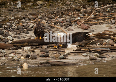 Weißkopf-Seeadler auf der Suche nach Lachs im Fluss Squamish, Squamish, BC, Kanada Stockfoto