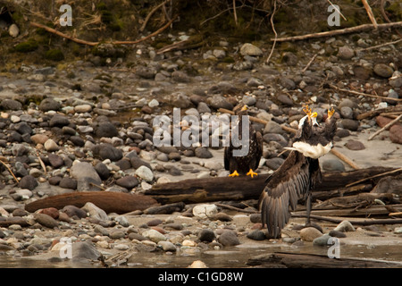 Weißkopf-Seeadler auf der Suche nach Lachs im Fluss Squamish, Squamish, BC, Kanada Stockfoto