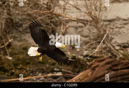 Weißkopf-Seeadler Tiefflug über den Squamish River auf der Suche nach Lachs. Stockfoto