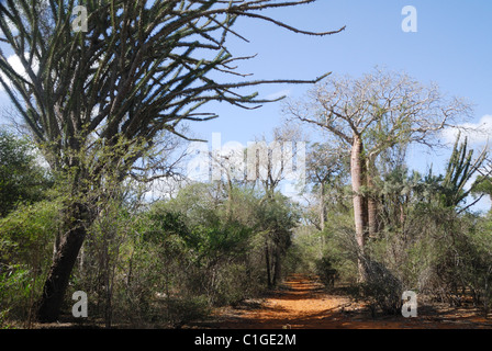 Stachelige Baobab Kaktus Wald im Reniala Naturreservat in Ifaty in Südwest-Madagaskar Stockfoto