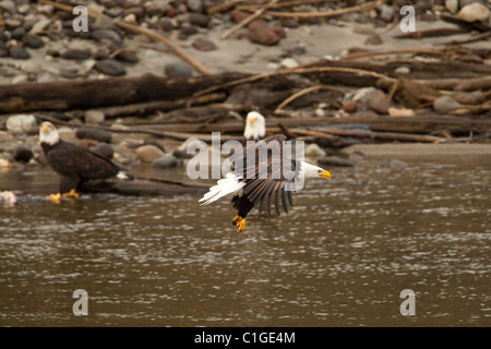 Weißkopf-Seeadler (Haliaetus Leucocephalus) auf der Jagd nach Lachs, Squamish, BC, Kanada Stockfoto