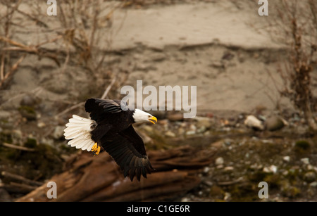 Weißkopf-Seeadler sucht nach Lachs am Squamish während der jährlichen Lachs entlang laufen. Stockfoto