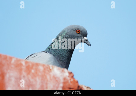 Wilde Taube auf einem Dach in Indien Stockfoto