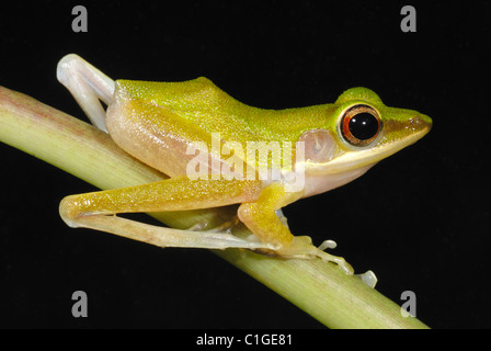 Kupfer Wangen Treefrog (Hylarana Raniceps) im Regenwald von Khao Sok Nationalpark, Thailand Stockfoto