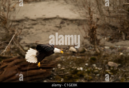 Weißkopf-Seeadler sucht nach Lachs am Squamish während der jährlichen Lachs entlang laufen. Stockfoto