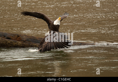 Weißkopf-Seeadler suchen Lachs entlang des Flusses Squamish während der jährlichen Lachs führen. Stockfoto