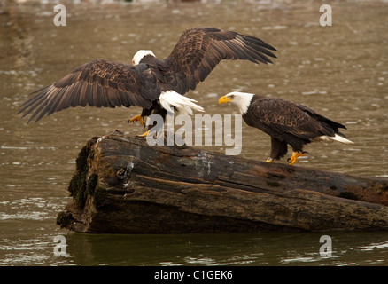 Weißkopf-Seeadler beobachten für Lachs in Squamish, BC während der jährlichen Lachs führen. Stockfoto