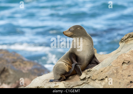 New Zealand Seebär oder Kekeno (Arctocephalus Forsteri) Südinsel, Neuseeland Stockfoto