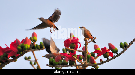 Zwei Kastanien-tailed Stare ausziehen als einer hält an einem Seide – Baumwolle Baum mit roten Blüten beobachten. Stockfoto