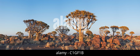 Köcher (Aloe Dichotoma) Baum in der untergehenden Sonne Stockfoto