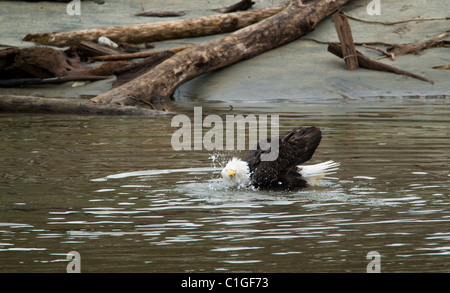 Weißkopf-Seeadler Jagd auf Lachs in Squamish, BC während die jährliche Salmon Run. Stockfoto