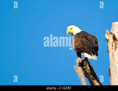 Weißkopf-Seeadler hockt auf einem Baumstumpf, eine gute Sicht für das Auffinden von Lachs im Fluss Squamish, Squamish, BC zu sichern. Stockfoto