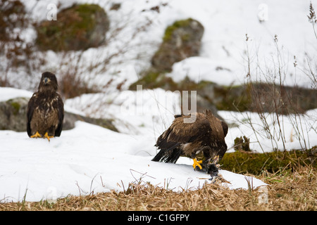 Weißkopf-Seeadler Jagd auf Lachs am Fluss Squamish in Squamish, BC. Stockfoto