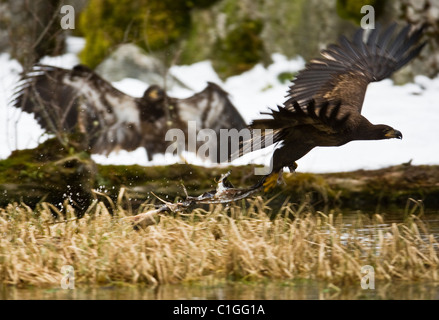 Weißkopf-Seeadler (Haliaetus Leucocephalus) in Squamish, BC, Kanada Stockfoto