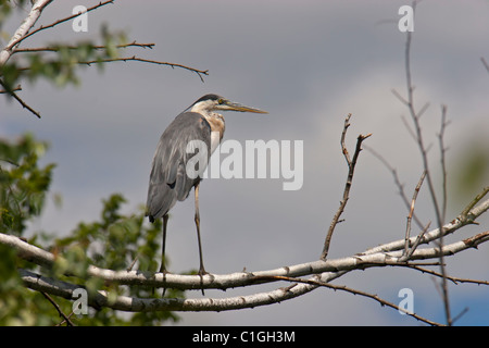 Great Blue Heron Vogel Kran Fische in Baum Stockfoto